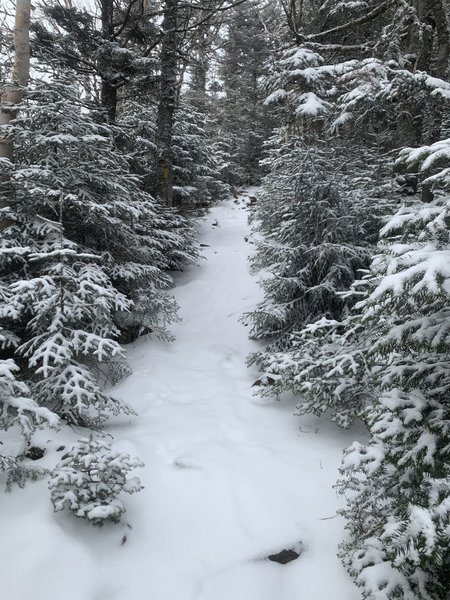Snowy trail to Mt. Hale