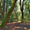 A creekside picnic table among the sunlit redwoods and oaks along Merry-Go-Round Trail.