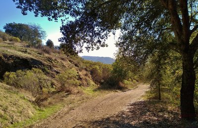 Distant mountains seen through the brush and trees when climbing on Merry-Go-Round Trail.