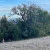 Deer feed along the edge of the woods in the fields in Monte Bello Open Space Preserve.