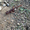 Especially after a rainstorm, salamanders can be seen on the trail.  These little guys move slowly, so watch where you step as you head along the White Oak Trail.