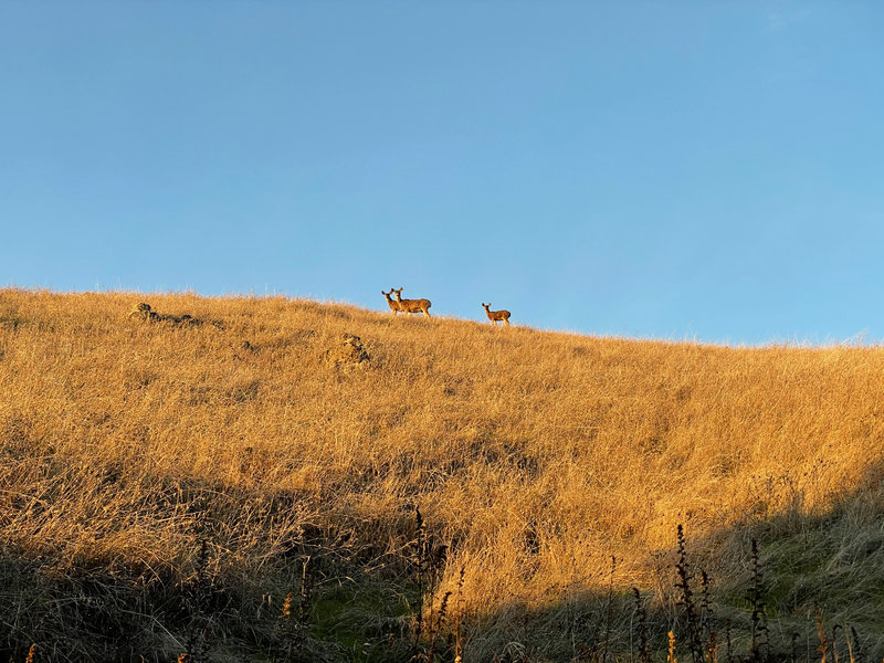 Deer feeding in the fields above the Bella Vista Trail.