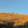 Deer feeding in the fields above the Bella Vista Trail.