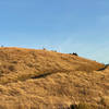 Deer feed on the hillside at the intersection of the Bella Vista, Old Ranch and Monte Bello Road Trails.