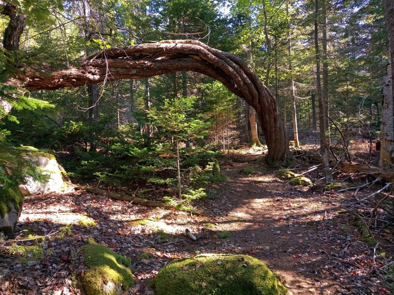 Leaning tree on path to overlook.