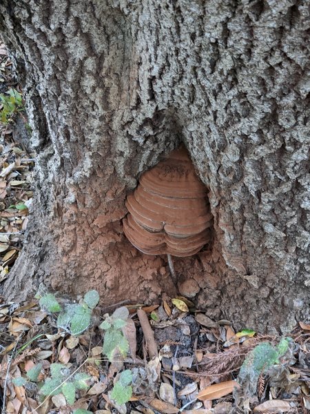 Mushroom in the base of this tree.