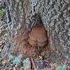 Mushroom in the base of this tree.