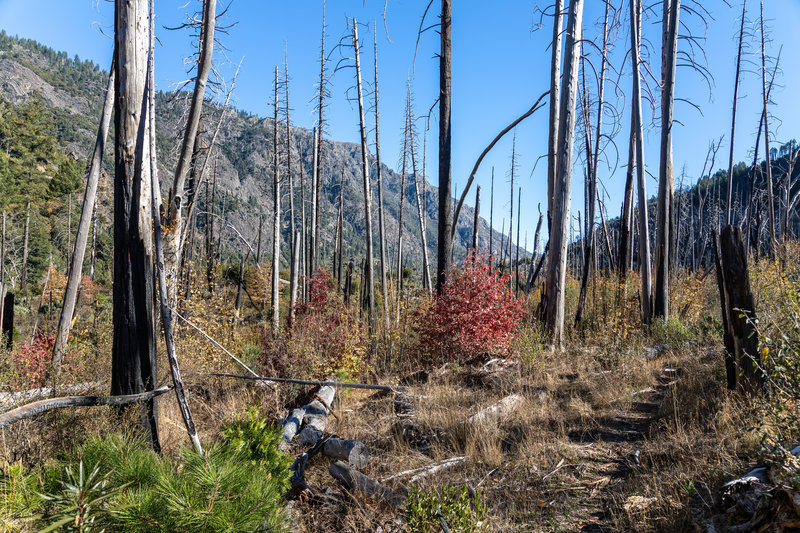 Burned trees at the bottom of the American River Gorge.