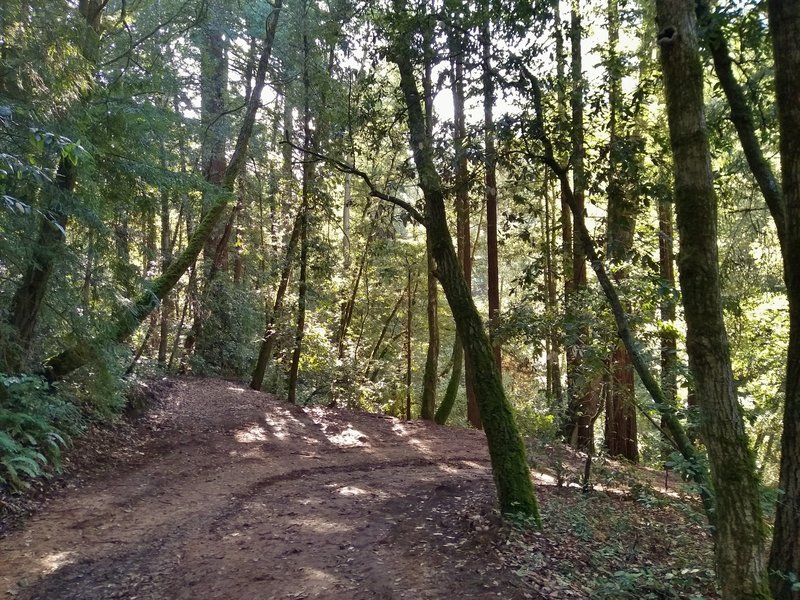 Iron Springs Trail winds through the thick mixed redwood forest.