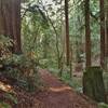 In the dark redwood forest of the steep sided Blackhawk Canyon valley, Iron Springs Trail approaches Blackhawk Trail.