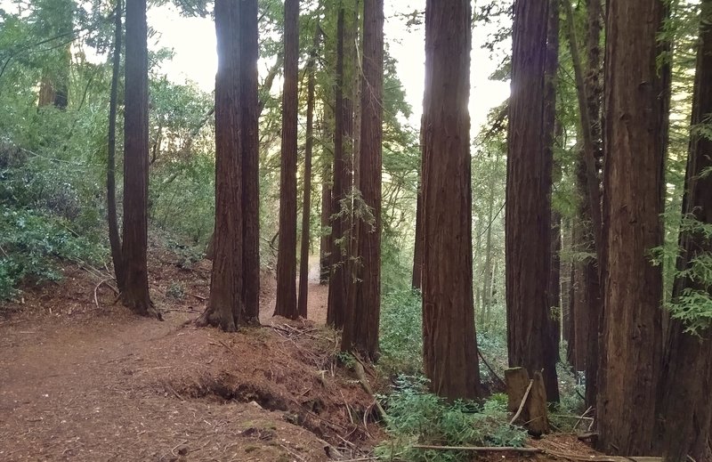 Redwoods along a forested stretch of Tie Camp Trail.