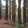 Redwoods along a forested stretch of Tie Camp Trail.