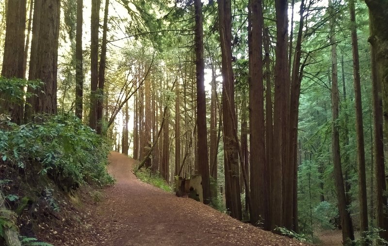 Contour Trail begins its climb up out of deep, dark, densely forested Blackhawk Canyon, on a sunny December day.