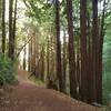 Contour Trail begins its climb up out of deep, dark, densely forested Blackhawk Canyon, on a sunny December day.