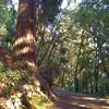 This is a HUGE redwood, must be over eight feet across. Its roots are exposed on the trail side, but its still standing tall and straight, amazing.