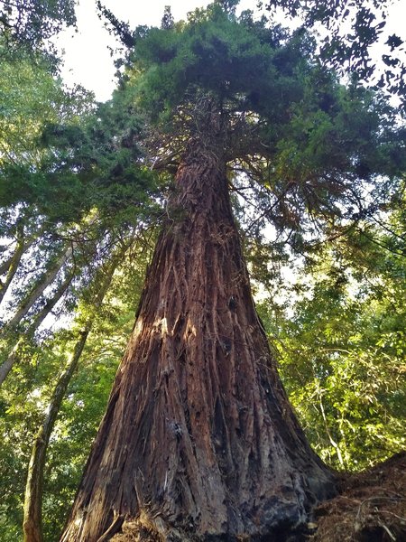 This is the HUGE redwood that's over 8 feet across with its roots exposed next to the trail. Picture taken standing next to its exposed roots, that continued a few feet above my head.