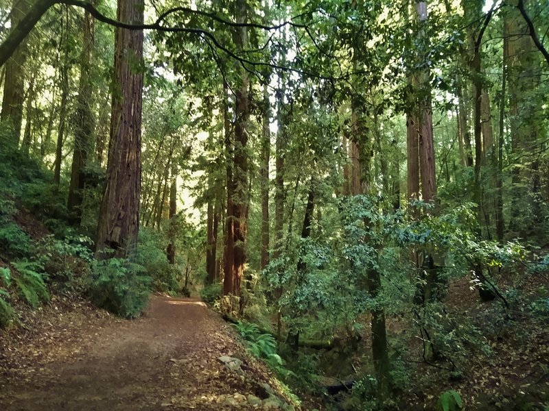 The creek at the bottom of steep sided Blackhawk Canyon is to the right of Blackhawk Trail here.  Redwoods and ferns everywhere.