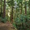 The creek at the bottom of steep sided Blackhawk Canyon is to the right of Blackhawk Trail here.  Redwoods and ferns everywhere.