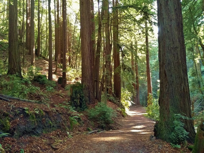 Redwoods and other dense, lush vegetation cover the valley down to the bottom of Blackhawk Canyon where Blackhawk Trail runs.