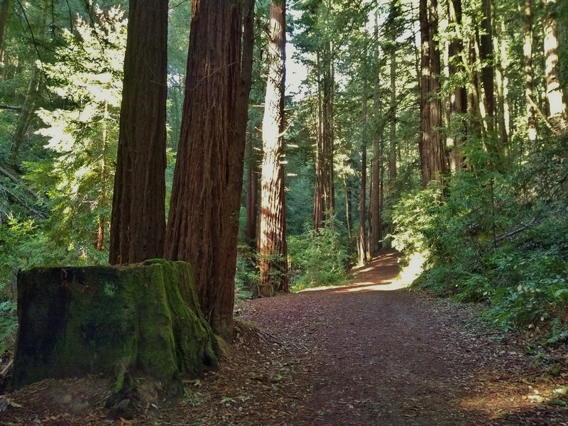 Tall stately redwoods along Blackhawk Trail.