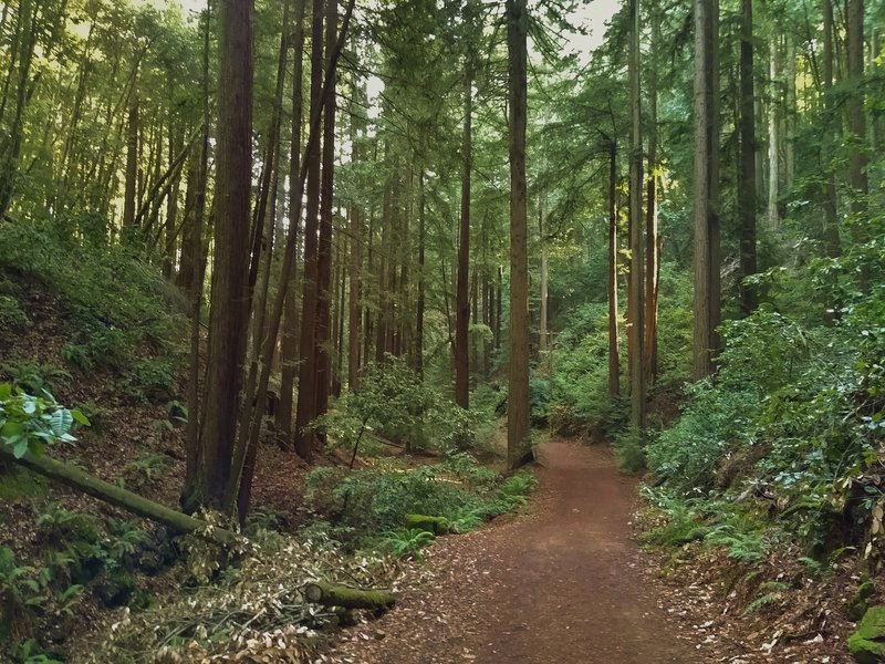 Deep, dark forest, at the bottom of Blackhawk Canyon, with such steep sides and thick forest that areas like this rarely see the sun, no sun here on this sunny December day at high noon.