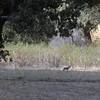 A Coyote watches me approach and quickly runs off. It is common to see Bobcats and Coyote, Rabbits, and Quail along this trail, if there are few bikers, hikers and horses about.