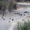 Quail flocks gather to feed under an oak tree in the fall. Acorns have fallen and hikers have crushed some as they walked.