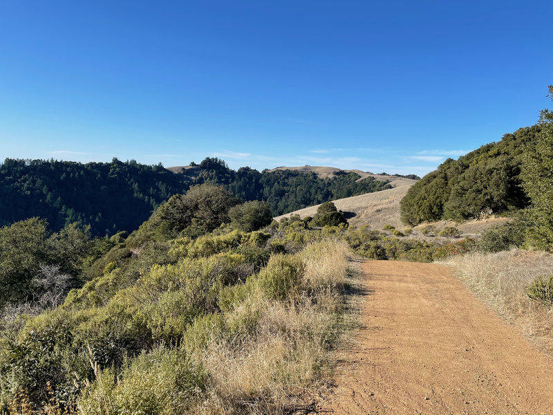 Looking along the ridge line toward Russian Ridge from the Butano View Trail.