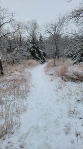 The trail through the woods thats easy to follow.