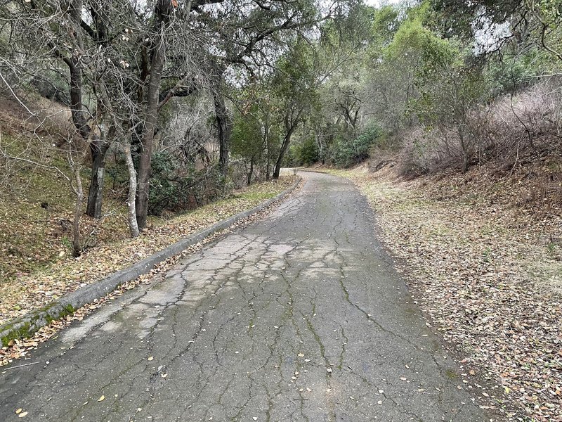 The Fire Road Trail is a paved road that leads up through the preserve, shaded by trees on either side of the trail.