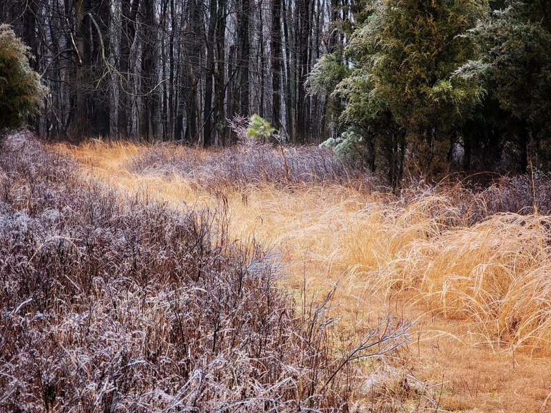 Walking through the clearing.