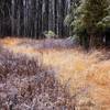 Walking through the clearing.