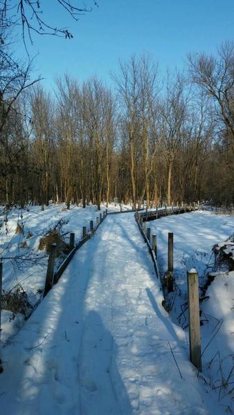 Crossing the marsh bridge.
