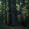 A large Redwood tree sits along the Lobitos Creek Trail. This is one of the highlights of the trail, so take the time to enjoy the sheer size of this old tree.