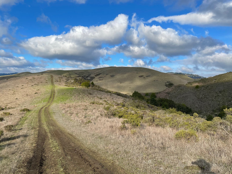 You can find solitude out at the far end of the Harrington Creek Trail. Just you, and maybe some cows.