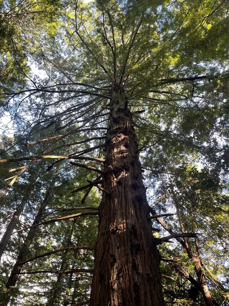 Giant Redwood Tree along the trail.