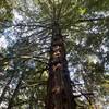 Giant Redwood Tree along the trail.