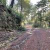 The trail climbs the road through the woods.