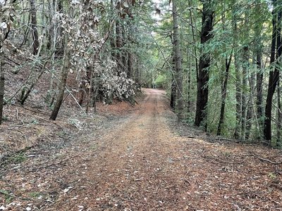 The trail drops down the hillside underneath the shade of the trees.