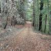 The trail drops down the hillside underneath the shade of the trees.