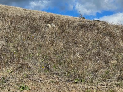 Flowers can be seen growing on the hillside in the winter.