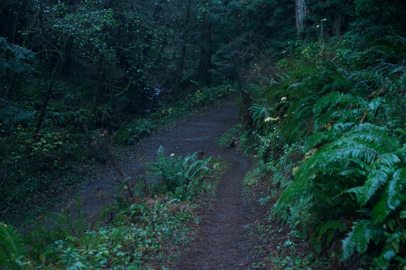 The Grabtown Gulch Trail as it joins up with the Purisima Creek Trail.