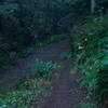 The Grabtown Gulch Trail as it joins up with the Purisima Creek Trail.