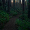 The Bald Knob trail is a singletrack dirt trail lined with ferns as it moves away from the Borden Hatch Mill Trail.