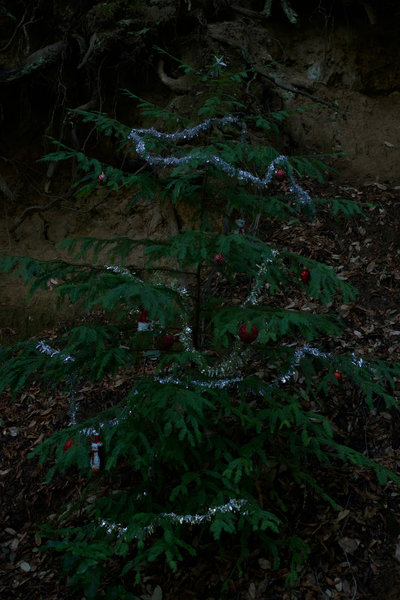 A tree decorated with Christmas Decorations along the trail. Locals clean it up after the Christmas season is over.