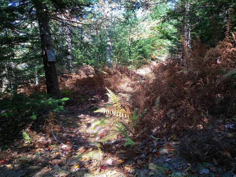 Access path leads into western loop.