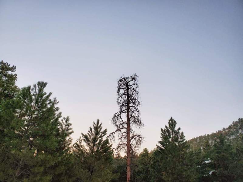 Sun set behind tree at Newlin Creek Trail/Florence Mountain Park; Oct 2019