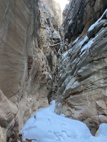 Photo of a tree lodged by the force of a flash flood that came roaring through this canyon.