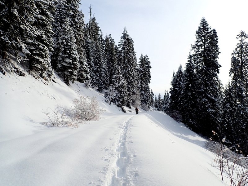 On the trail to Bull Gap.