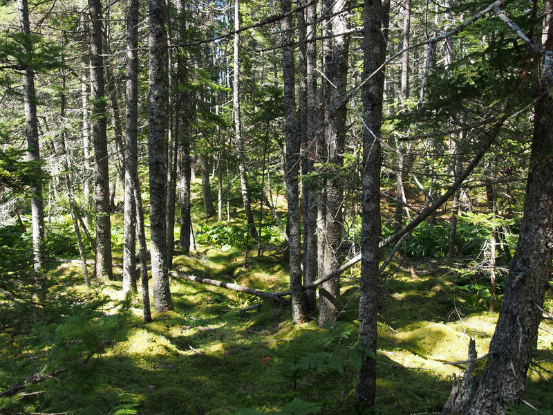 Path through the woods